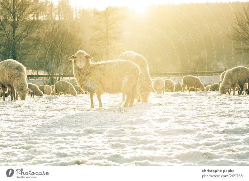 Sheep cold Agriculture Forestry Winter Beautiful weather Snow Meadow Field Animal Farm animal Pelt Flock Group of animals Herd Freeze Looking Stand Bright Cold