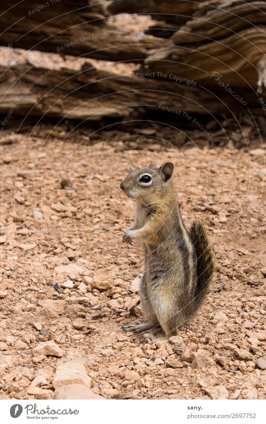crazy Chipmunk Nature Earth Sand Drought Canyon Animal Wild animal Eastern American Chipmunk 1 Observe Discover Listening Wait Brash Small Near Curiosity Cute