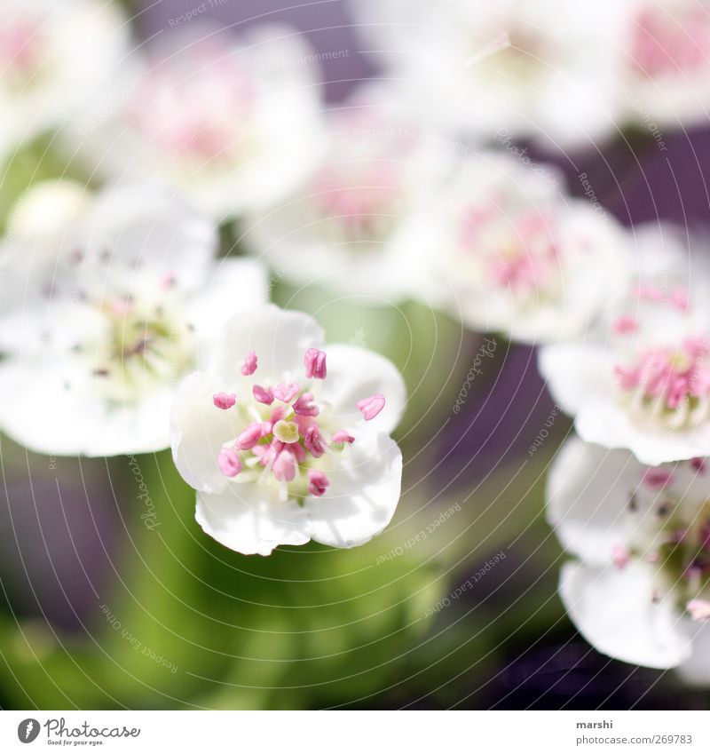 white and fragrant Plant Spring Summer Flower Garden Park Pink White Blossoming Fragrance Bushes Colour photo Exterior shot Close-up Detail