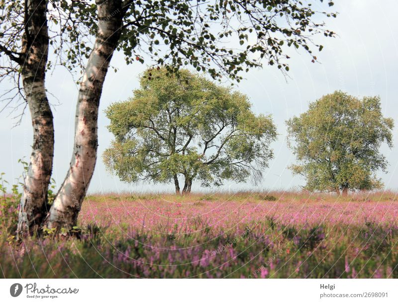 Landscape shot with birches and flowering heather plants in the moor in good weather Environment Nature Plant Sky Summer Beautiful weather Tree Flower Leaf