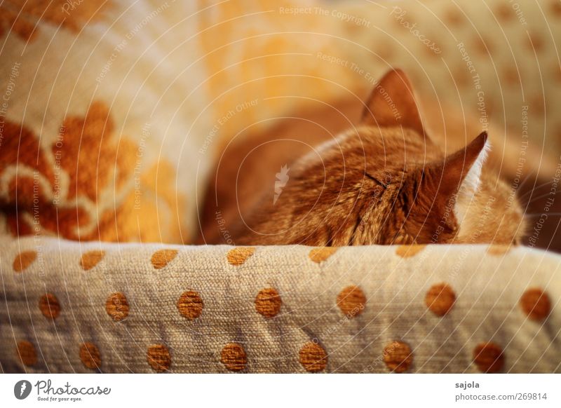 tone-in-tone Living or residing Armchair Chair Animal Pet Cat 1 Lie Orange Serene Calm Cushion Domestic cat Harmonious Break Comfortable Camouflage Tone-on-tone