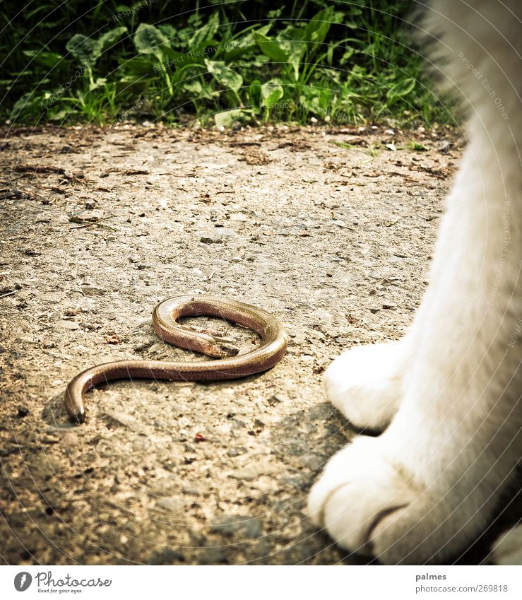Half the aurine and the cat Animal Pet Wild animal Cat Snake 2 Bravery Animal foot Colour photo Exterior shot Day Animal portrait