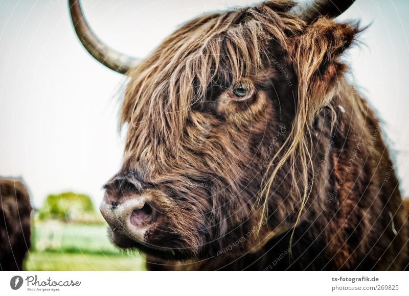 Don't hit on Hugo! Environment Nature Animal Farm animal Cow Pelt Highland cattle Cattle Antlers Snout Looking Curiosity Skeptical 1 Natural Brown