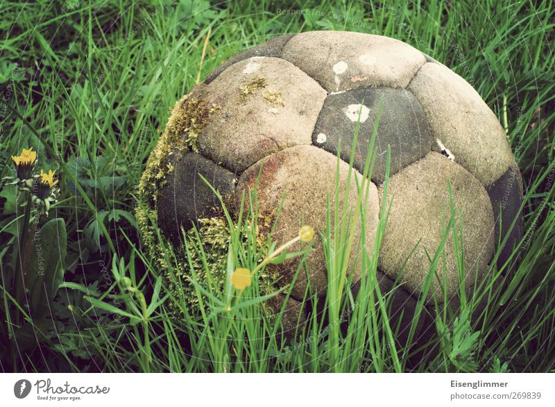 football moss Soccer Foot ball Sports Old Dirty Broken Original Whimsical Leather Meadow Meadow flower Dandelion Moss Colour photo Subdued colour Exterior shot