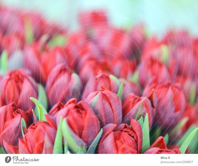 soft red Plant Spring Flower Tulip Blossom Blossoming Fragrance Red Tulip field Bouquet Pastel tone Colour photo Close-up Pattern Deserted Copy Space top