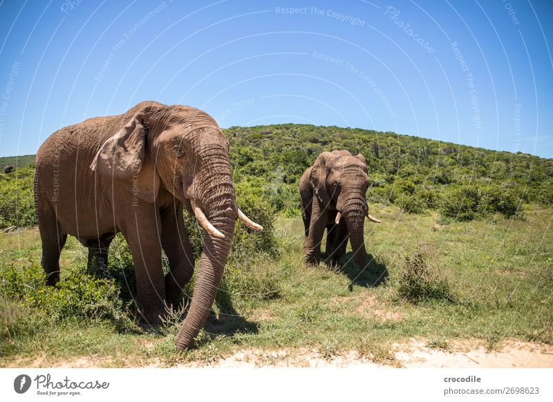 # 844 Elephant Colossus Herd South Africa National Park Protection Peaceful Nature Trunk Mammal Threat extinction Ivory big game Big 5 Bushes Watering Hole Dust