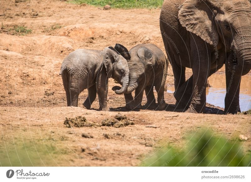 Elephants in the addo elephant national park Baby elefant Playing Familiar Trunk Portrait photograph Herd National Park South Africa Calm Majestic valuable