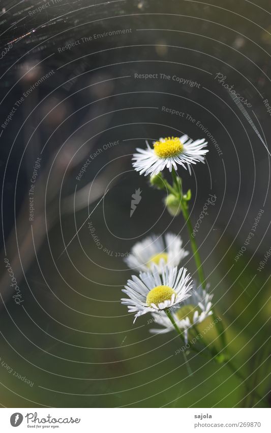 daisies Environment Nature Plant Flower Blossom Daisy Blossoming Esthetic Yellow White Colour photo Exterior shot Close-up Deserted Copy Space left