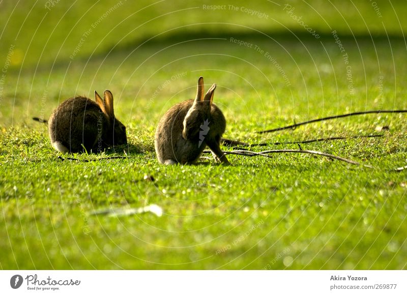 spring cleaning Nature Spring Summer Grass Meadow Animal Pet Wild animal Hare & Rabbit & Bunny 2 Wood To feed Crouch Cleaning Together Natural Brown Green