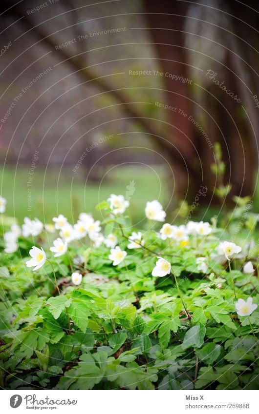 wood anemone Plant Spring Flower Leaf Blossom Wild plant Park Meadow Blossoming Fragrance White Wood anemone Colour photo Exterior shot Deserted