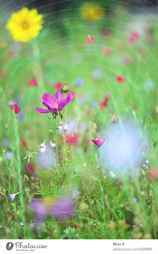 flower meadow Nature Plant Spring Summer Flower Blossom Garden Meadow Blossoming Fragrance Multicoloured Flower meadow Violet Colour photo Exterior shot