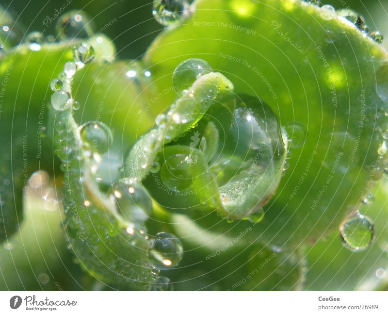 morning dew Reflection Plant Green Morning Wet Damp Nature Water Drops of water Rope Close-up Macro (Extreme close-up) Rain