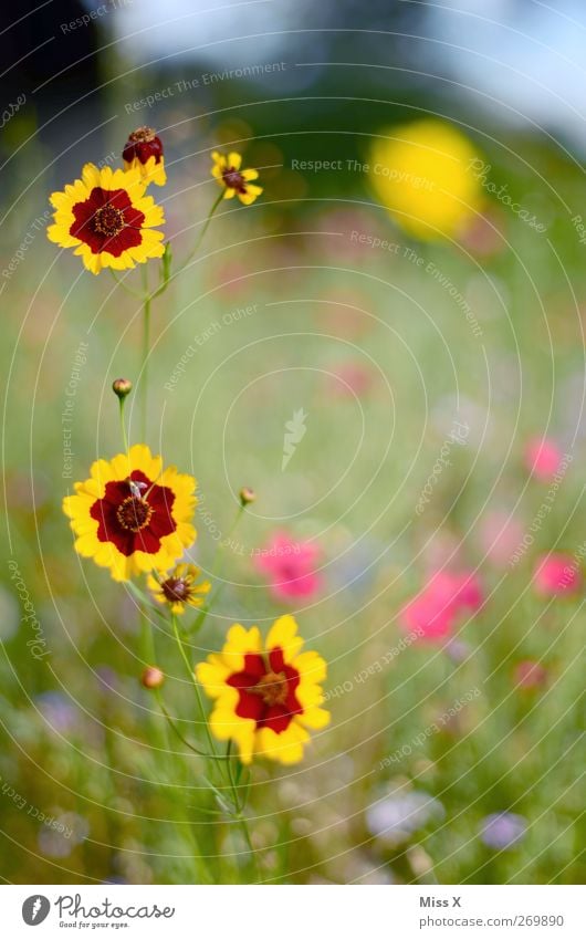 flower meadow Nature Plant Spring Summer Flower Blossom Garden Meadow Blossoming Fragrance Flower meadow Colour photo Multicoloured Exterior shot Close-up