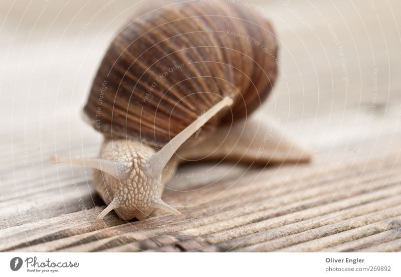 snail on wood Animal Snail 1 Wood Touch Small Near Wet Natural Calm Indifferent Cowardice Colour photo Subdued colour Exterior shot Close-up Detail
