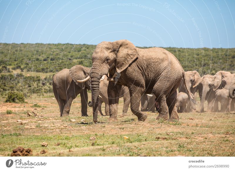 # 841 Elephant Colossus Herd South Africa National Park Protection Peaceful Nature Trunk Mammal Threat extinction Ivory Large Big 5 Bushes Watering Hole