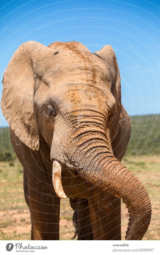 Elephant in the addo elephant national park Trunk Portrait photograph National Park South Africa Tusk Ivory Mud Calm Majestic valuable Safari Nature
