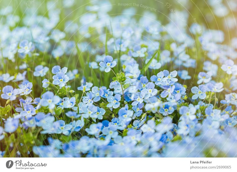 Field of fresh morning flowers in spring time Summer Garden Fresh Natural Blue Green Emotions Passion Serene Blooming Card Meadow flower delicate rustic