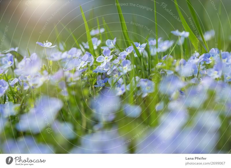 Field of fresh morning flowers in spring time Fragrance Birthday Nature Landscape Plant Spring Flower Grass Park Meadow Growth Fresh Small Blue Green Card