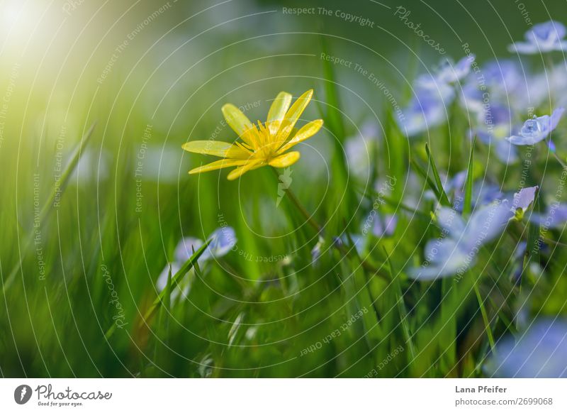 Field of fresh morning flowers in spring time Nature Landscape Plant Flower Grass Garden Park Optimism Safety (feeling of) Sympathy Romance Serene Card