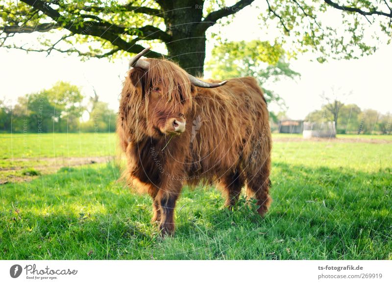 Where are we going to Scotland, please? Environment Nature Sun Spring Summer Tree Grass Foliage plant Agricultural crop Meadow Field Animal Farm animal Cow