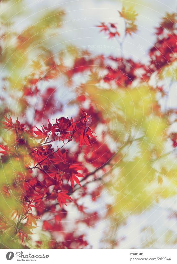 Maple sprouts Nature Spring Autumn Tree Leaf Twigs and branches Maple leaf Maple branch Growth Yellow Red Colour photo Exterior shot Deserted Copy Space top Day