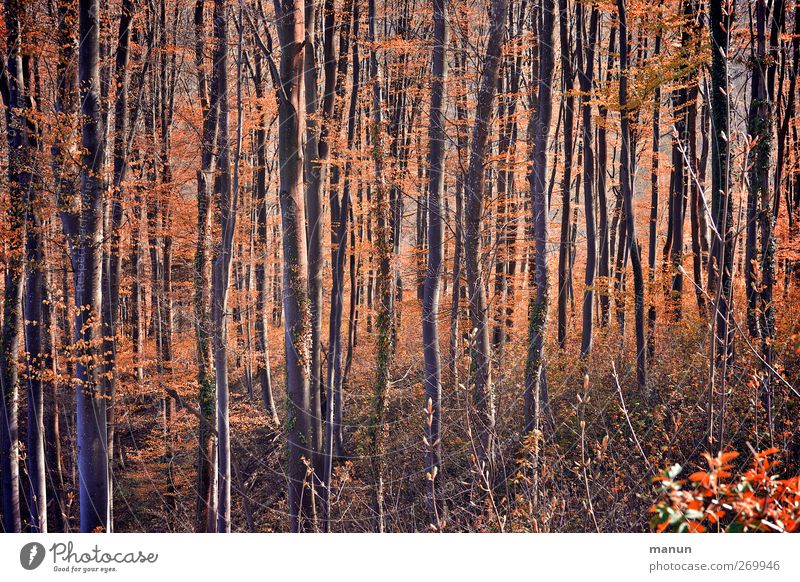 forest Nature Landscape Autumn Tree Deciduous forest Autumnal Autumnal colours Forest Orange Colour photo Subdued colour Exterior shot Deserted Day Contrast