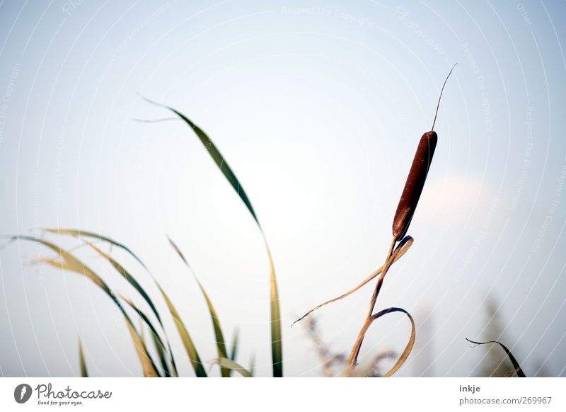out by the lake Environment Nature Plant Cloudless sky Summer Beautiful weather Wind Common Reed Blade of grass Lakeside Blossoming Growth Thin Simple Bright