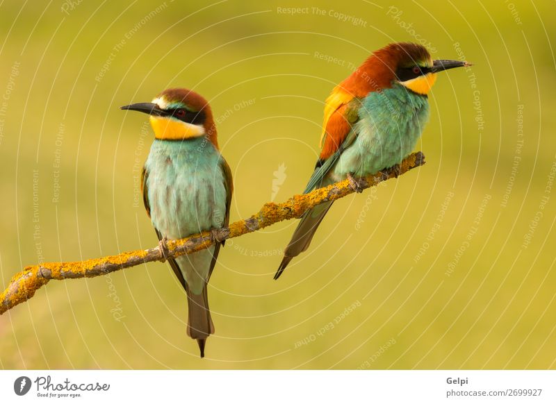 Pair of bee-eaters Eating Beautiful Couple Environment Nature Animal Bird Bee Love Wild Blue Green Black White Colour wildlife colorful Thailand Tropical branch