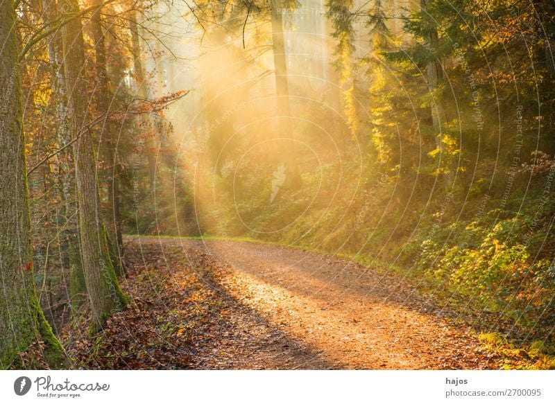 Sunbeams in the forest Relaxation Winter Nature Warmth Forest Bright Soft Idyll Lighting Light (Natural Phenomenon) Stage lighting Illuminate Mystic Fantastic