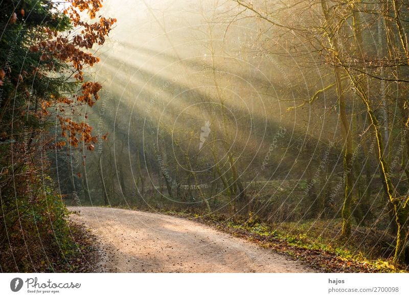 Light appearance in the forest Relaxation Winter Nature Beautiful weather Warmth Forest Soft Idyll Light (Natural Phenomenon) Sunbeam Sunlight rays off