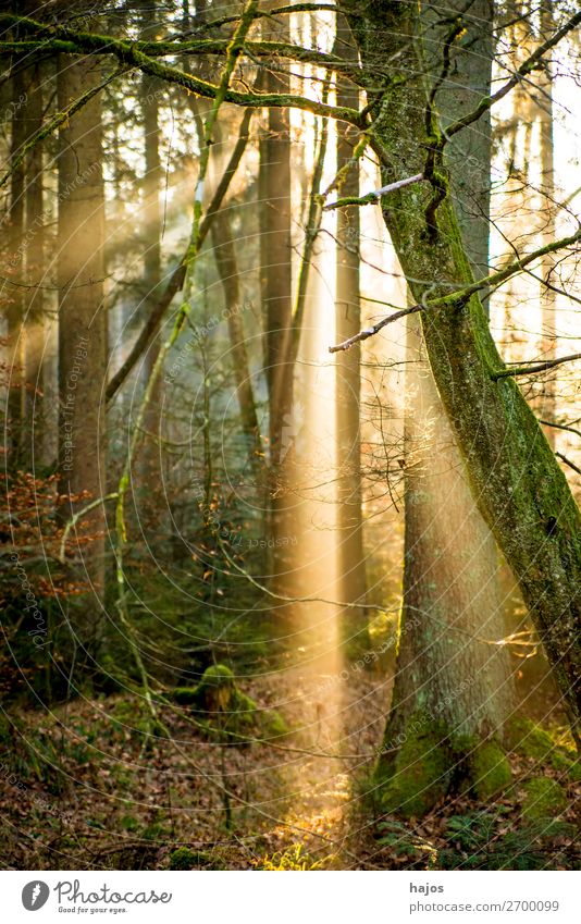 Sunbeams in the forest Relaxation Winter Nature Warmth Forest Soft Idyll Lighting Light (Natural Phenomenon) Flare Visual spectacle Sunlight spot Bright tree