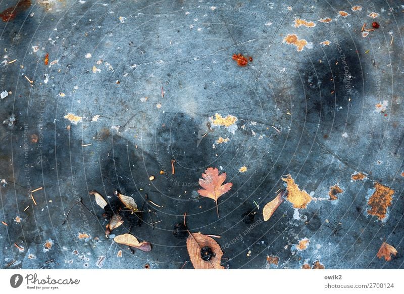 turn over Plant Autumn Leaf Decline Transience Part Tar paper Colour photo Subdued colour Exterior shot Detail Abstract Structures and shapes Deserted