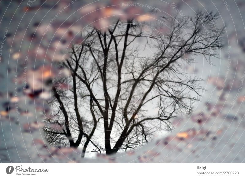 Reflection of a bare tree in a puddle Environment Nature Plant Water Winter flaked Park Exceptional Wet natural Brown Gray Black Moody Calm Unwavering Bizarre