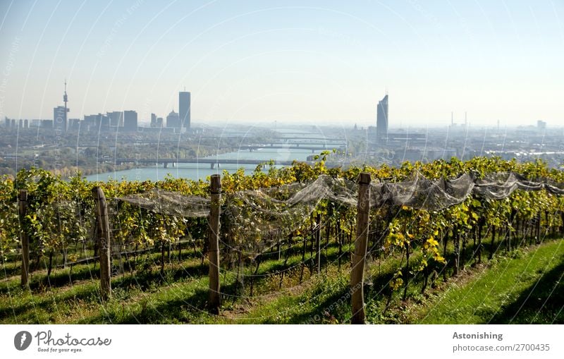 Vienna & Wine Environment Nature Landscape Plant Sky Cloudless sky Horizon Summer Weather Beautiful weather Bushes Agricultural crop Vine Field Hill River