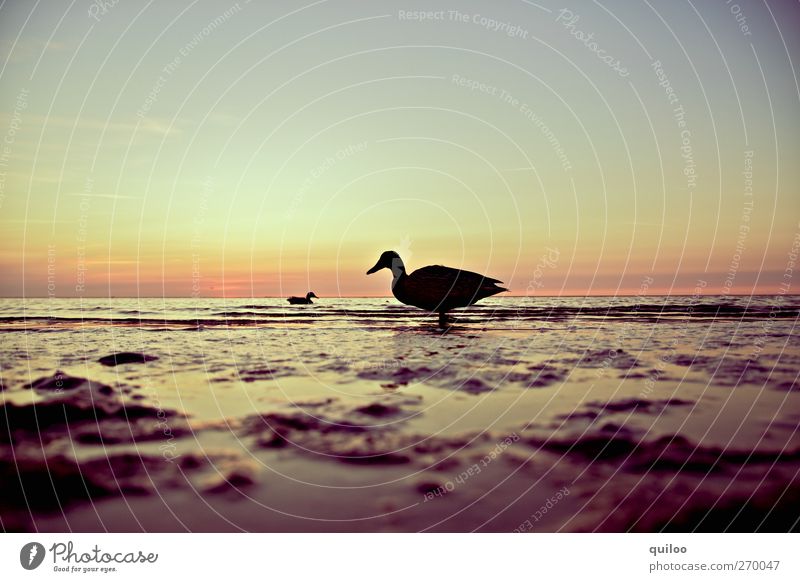 All my ducklings Ocean Water Sky Sunrise Sunset Summer Coast North Sea Duck 2 Animal Swimming & Bathing Looking Together Infinity Wet Curiosity Brown Gold