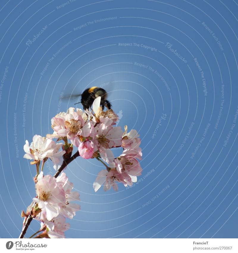 Bumblebee in the square Nature Plant Air Cloudless sky Sun Spring Beautiful weather Tree Blossom Animal Wing 1 Running Movement Blossoming Fragrance Flying