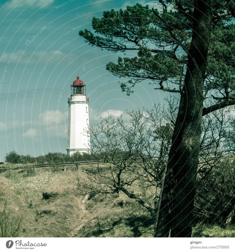 Hiddensee | Heimleuchter Environment Nature Landscape Sky Clouds Spring Beautiful weather White Lighthouse Tree trunk Exterior shot Deserted Copy Space bottom