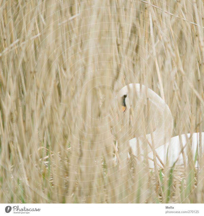 I got my eye on you! Environment Nature Plant Animal Grass Common Reed Blade of grass Wild animal Swan Nest Incubating 1 Observe Looking Wait Natural Protection