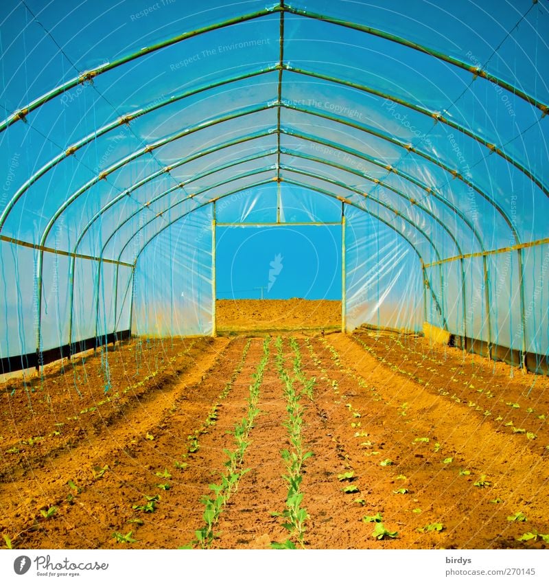greenhouse atmosphere Agriculture Forestry Cloudless sky Spring Summer Beautiful weather Agricultural crop Field Greenhouse Growth Exceptional Hot Long Warmth
