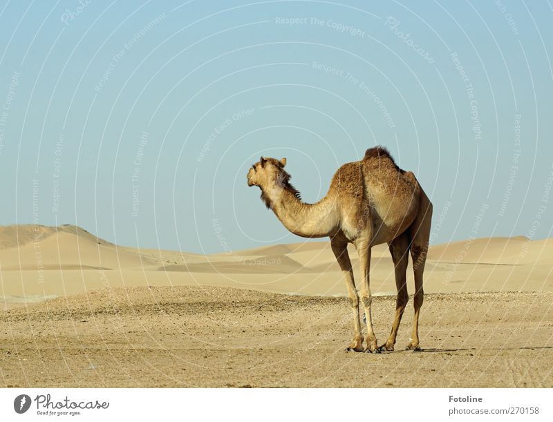 Abu Dhabi {For House Poseritz 2} Environment Nature Landscape Animal Elements Earth Sand Summer Warmth Drought Desert Farm animal Pelt 1 Hot Bright Natural