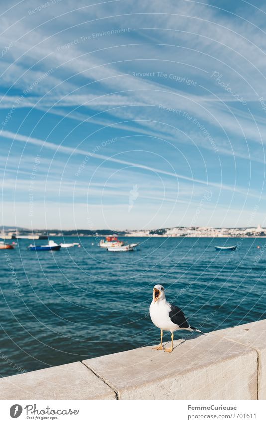 Seagull in front of port in Trafaria Port City Vacation & Travel Portugal Fishing boat Vapor trail Ocean Water Sun Sunbeam Beak Open Colour photo Exterior shot