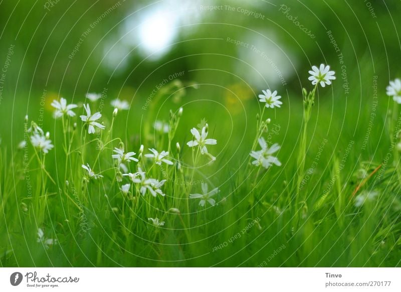 close up white delicate flowers on spring meadow Environment Nature Plant Spring Flower Grass Blossom Meadow Fresh Green White Light green Delicate Blossoming