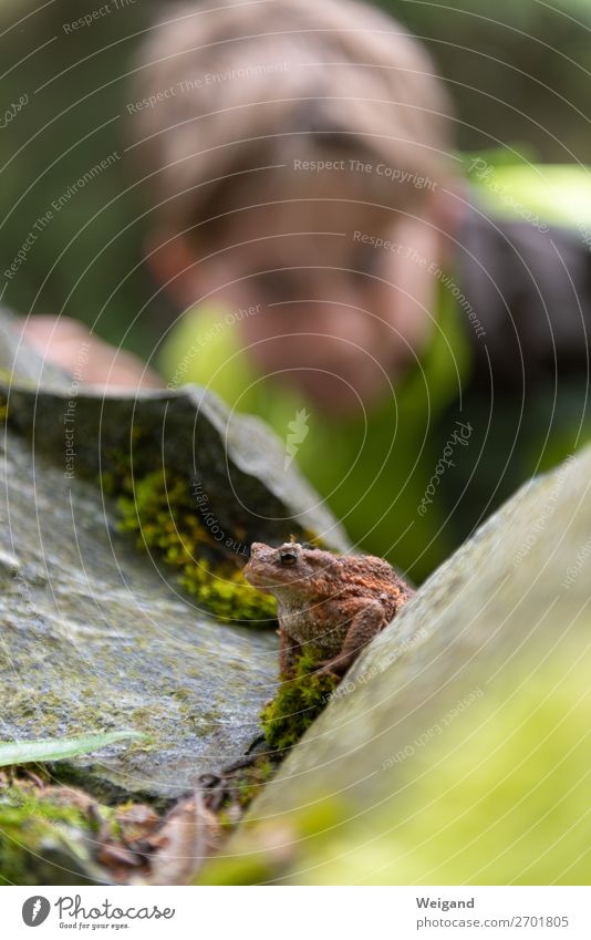 naturalists Parenting Toddler Boy (child) Animal Wild animal Frog Painted frog 1 Observe Discover Forest Nature Nature reserve Rock Hiking Colour photo