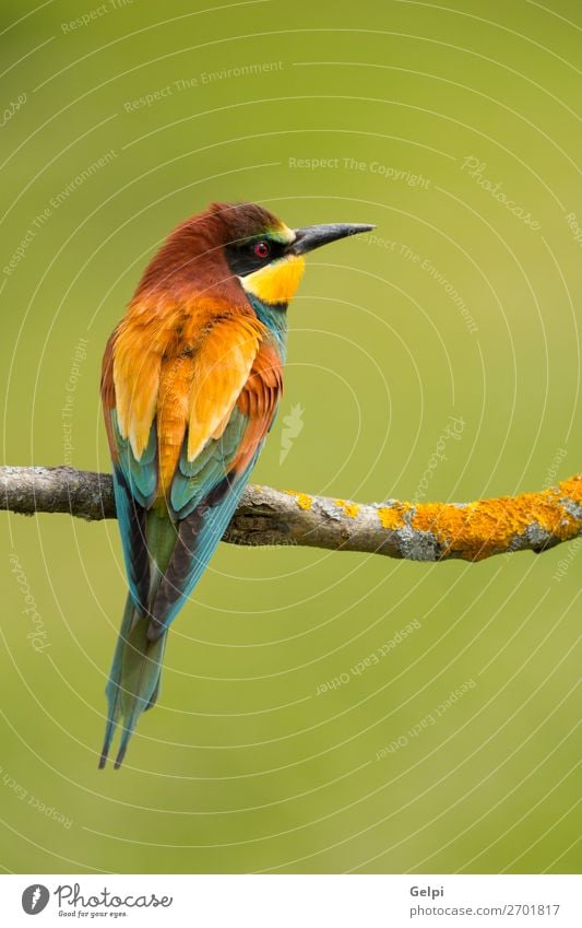 Small bird with a nice plumage Exotic Beautiful Freedom Nature Animal Bird Bee Glittering Feeding Bright Wild Blue Yellow Green Red White Colour wildlife