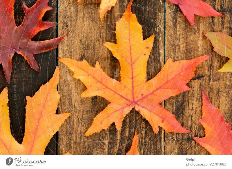 Colors from the autumn Environment Nature Plant Autumn Climate Tree Leaf Forest Wood Bright Natural Brown Yellow Gold Red Colour fall Seasons orange maple Veins