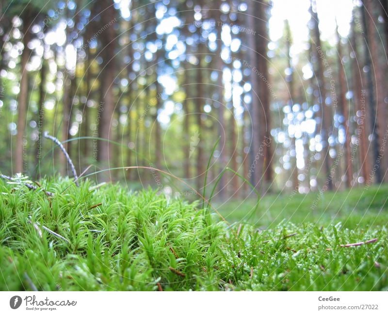 forest ground Woodground Forest Tree Green Treetop Plant Grass Floor covering Macro (Extreme close-up) Close-up