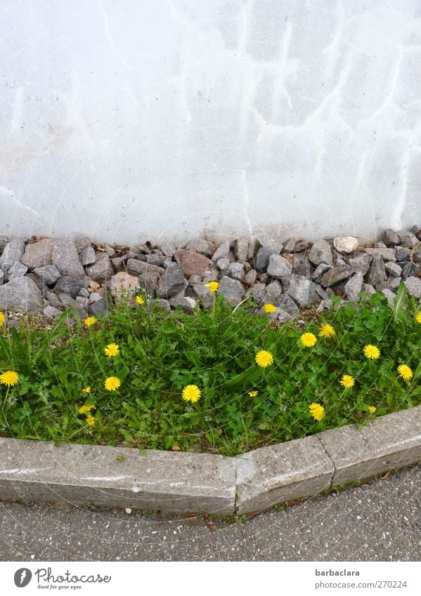 A splash of colour in everyday life Spring Plant Dandelion Park Meadow Wall (barrier) Wall (building) Street Lanes & trails Wayside Stone Concrete Blossoming