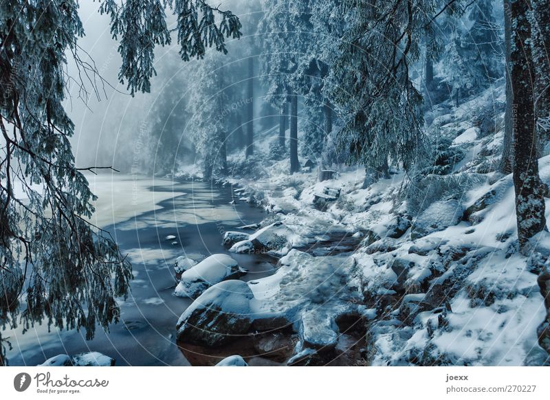 fairy tales Nature Winter Bad weather Fog Ice Frost Snow Forest Lakeside Cold Blue Black White Idyll Climate Mummelsee Lake Gorgeous Fantastic Enchanted forest