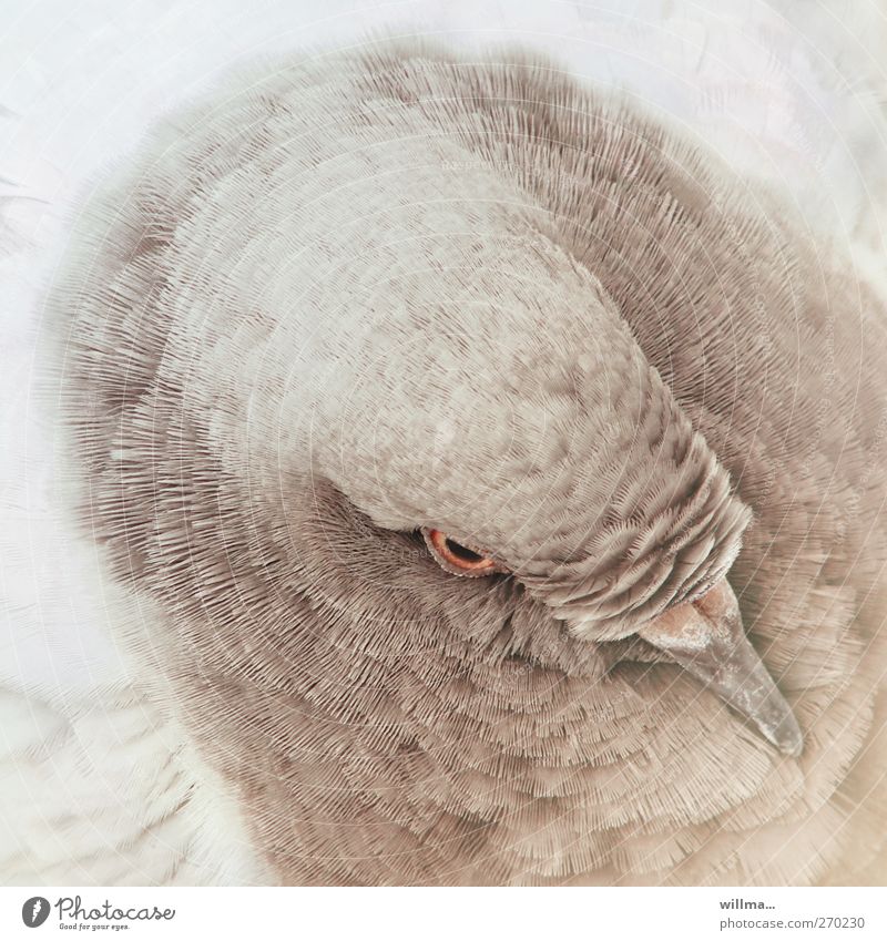Head of a beautiful dove Animal Bird Pigeon Feather Plumed Beak Brown White Bird's-eye view