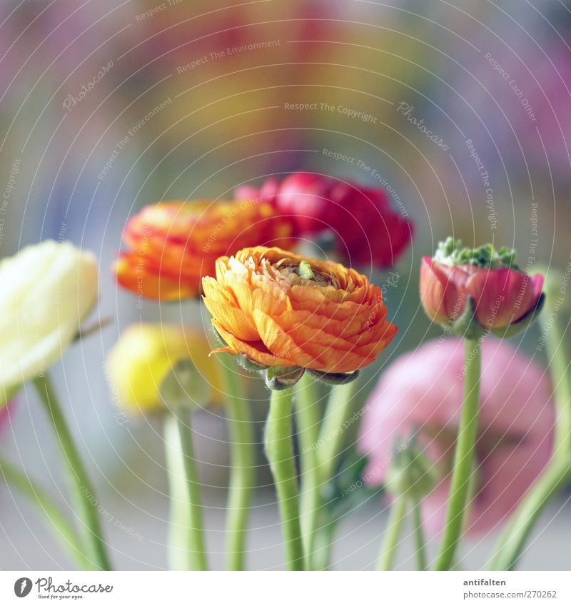 beautifully colorful Plant Spring Summer Flower Leaf Blossom Buttercup Decoration Bouquet Image Esthetic Positive Multicoloured Yellow Orange Pink Red Joy